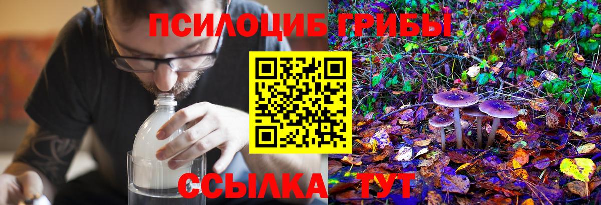 Галлюциногенные грибы Psilocybe Александров
